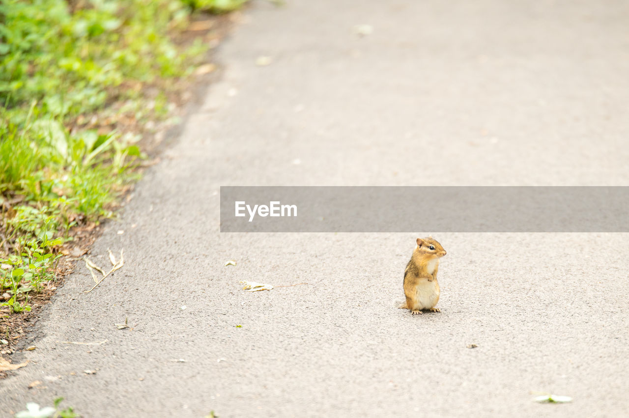 animal, animal themes, animal wildlife, one animal, wildlife, squirrel, mammal, rodent, no people, road, leaf, nature, day, grass, chipmunk, outdoors, green, yellow