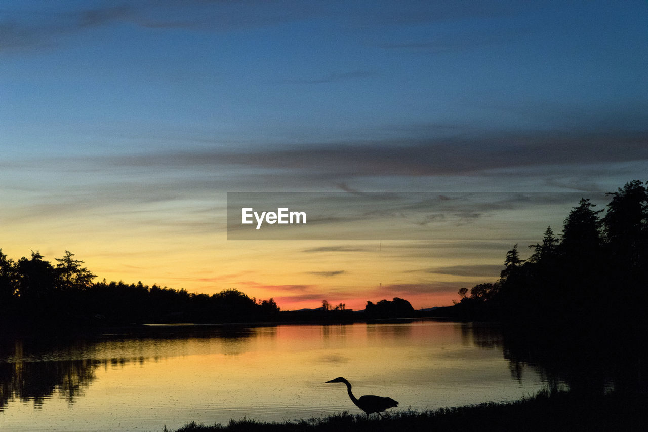 Bird at lake against sky during sunset