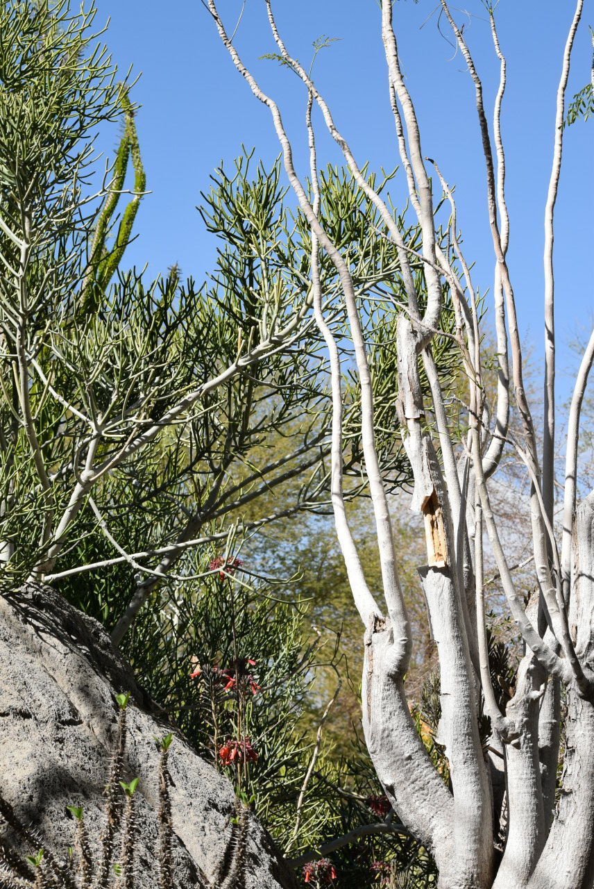 LOW ANGLE VIEW OF TREE AGAINST CLEAR SKY