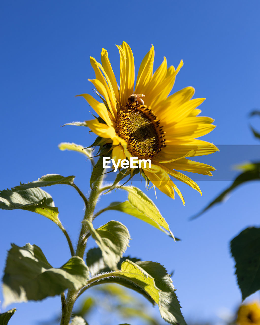 LOW ANGLE VIEW OF SUNFLOWER
