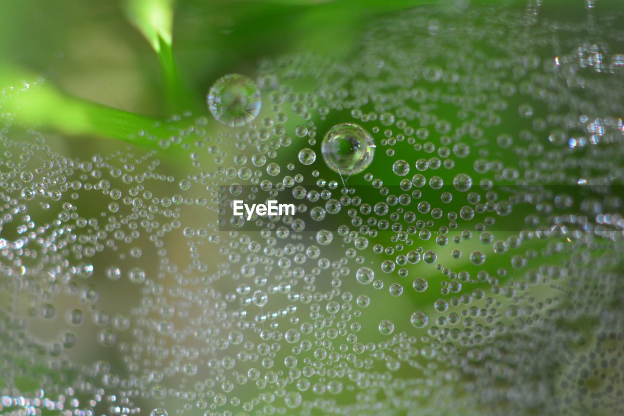 Close-up of water drops on plant