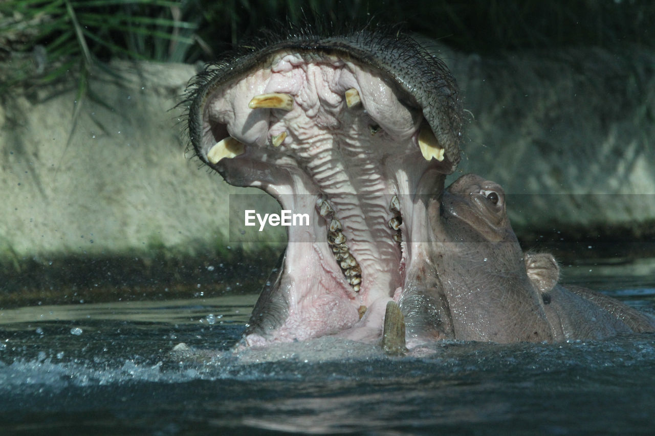 Close-up of hippopotamus in lake