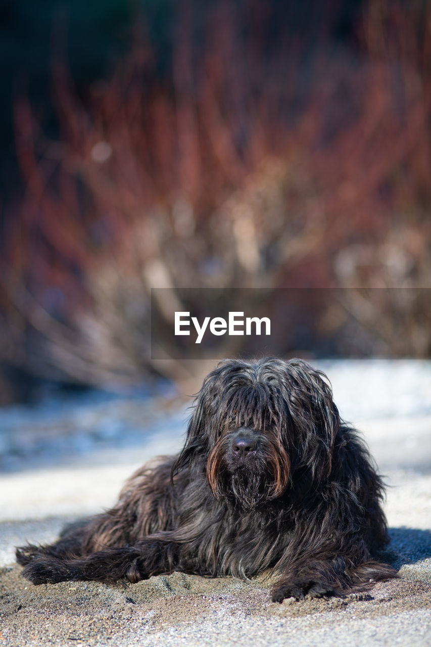 CLOSE-UP OF A DOG ON THE LAND