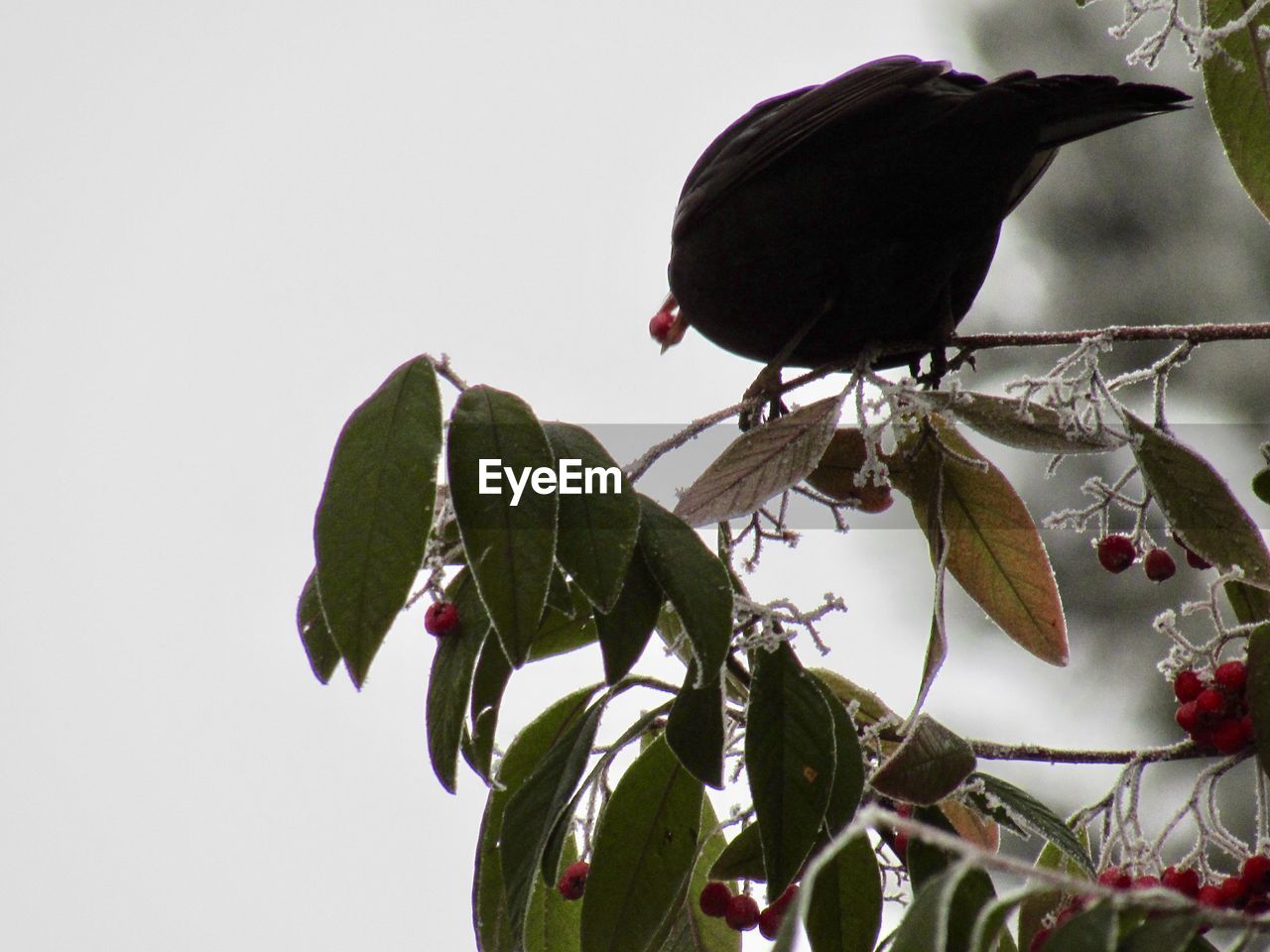 CLOSE-UP OF BIRD PERCHING ON TREE AGAINST SKY