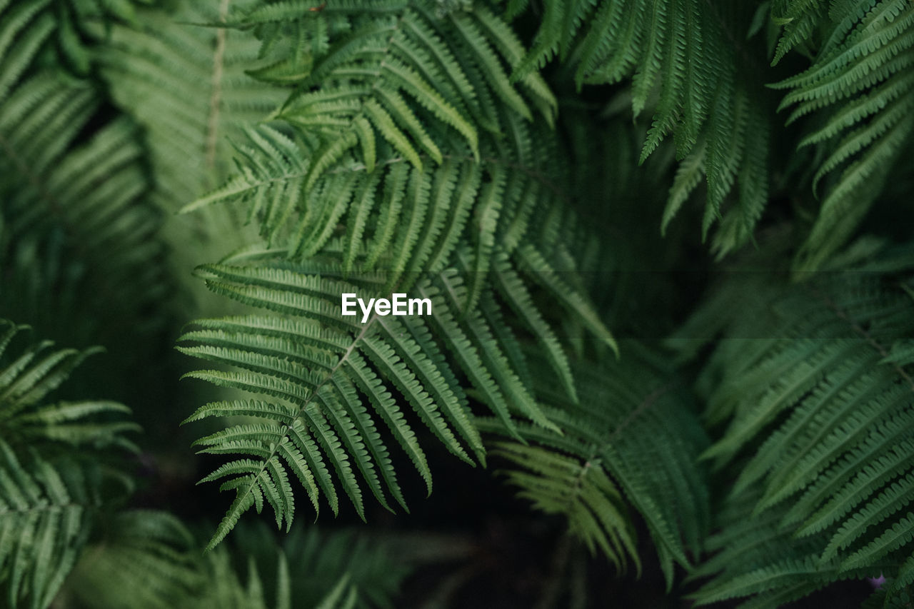 Green fern leaves