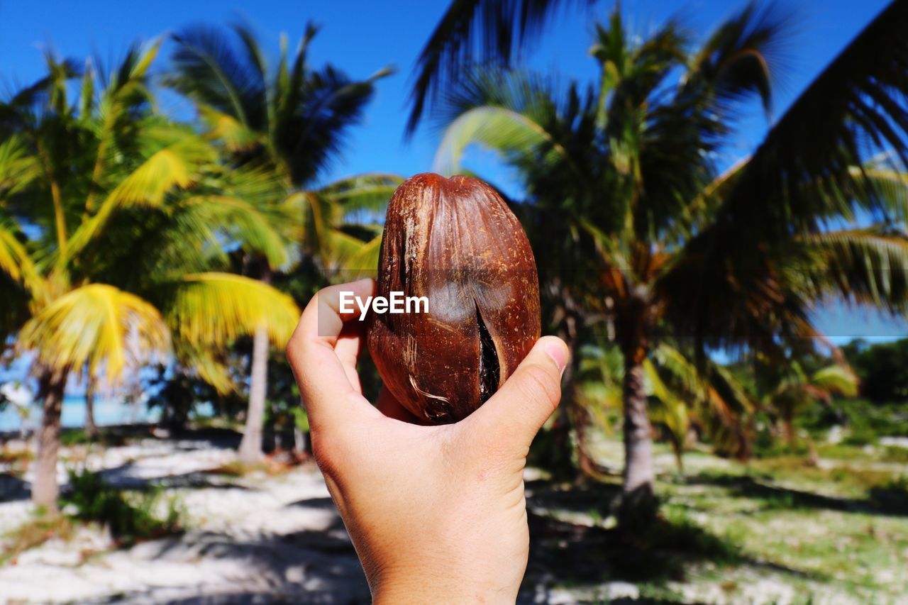 Close-up of woman holding coconut