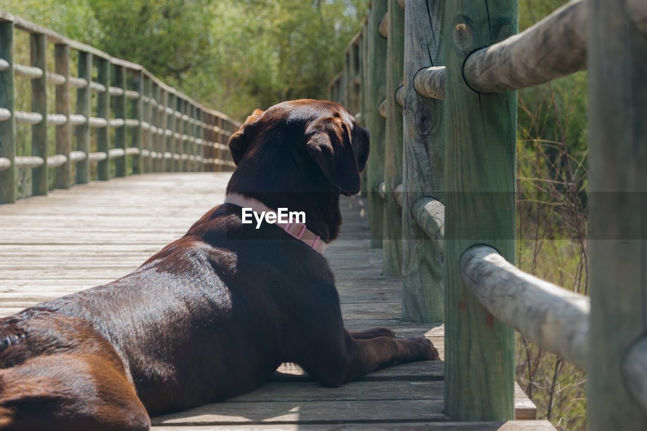 DOG LOOKING AWAY WHILE SITTING OUTDOORS