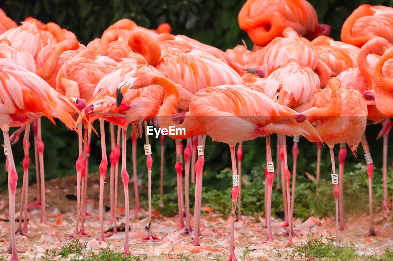 View of birds on land