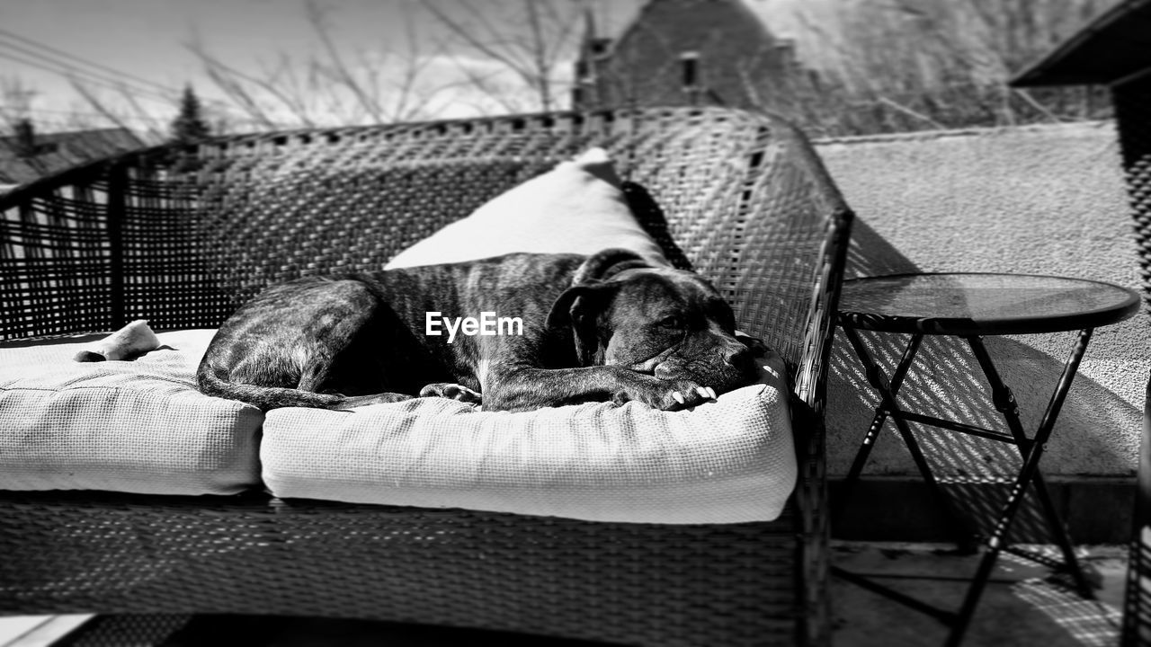 Sunbathing puppy