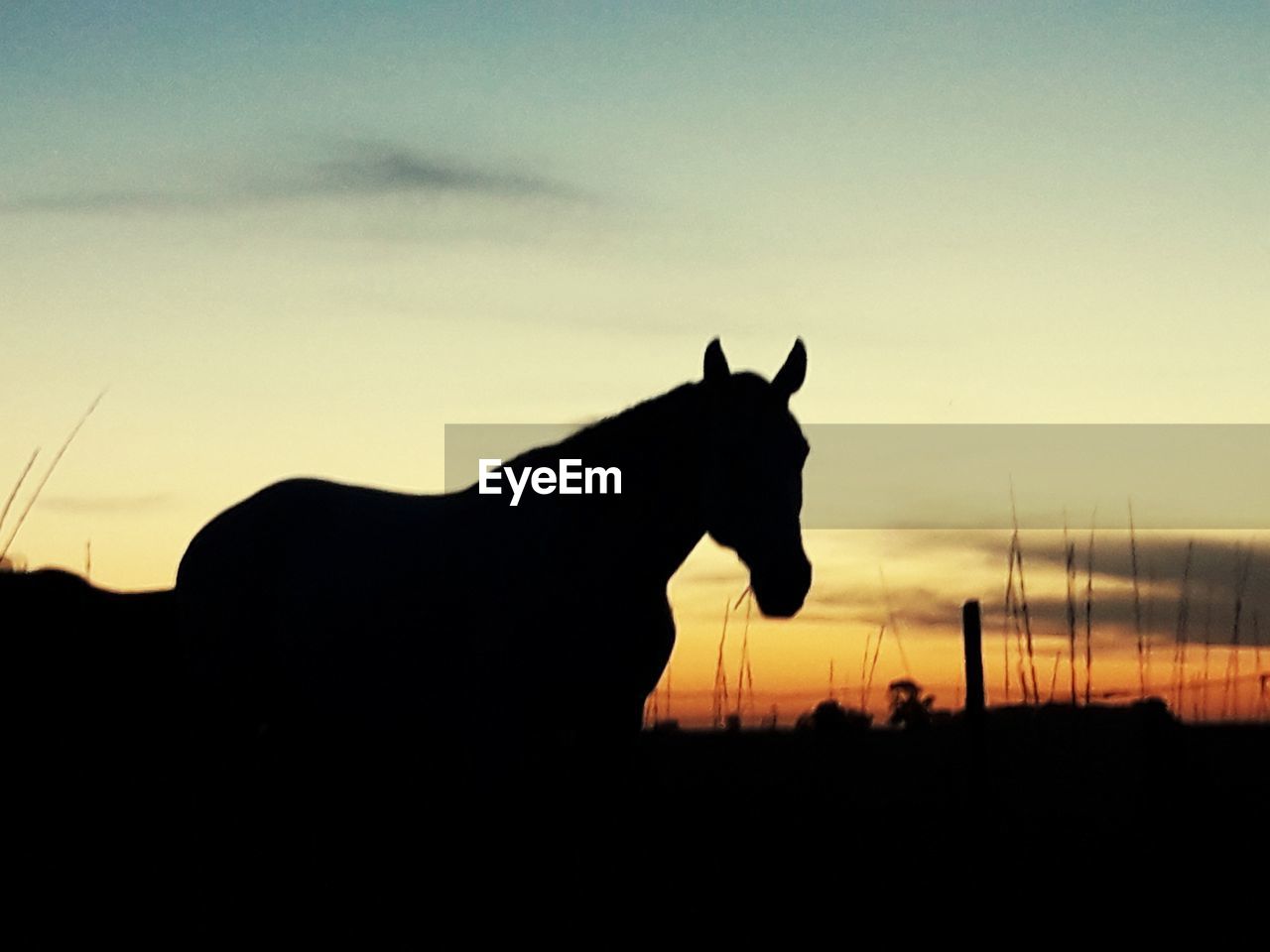 SILHOUETTE OF A HORSE ON FIELD