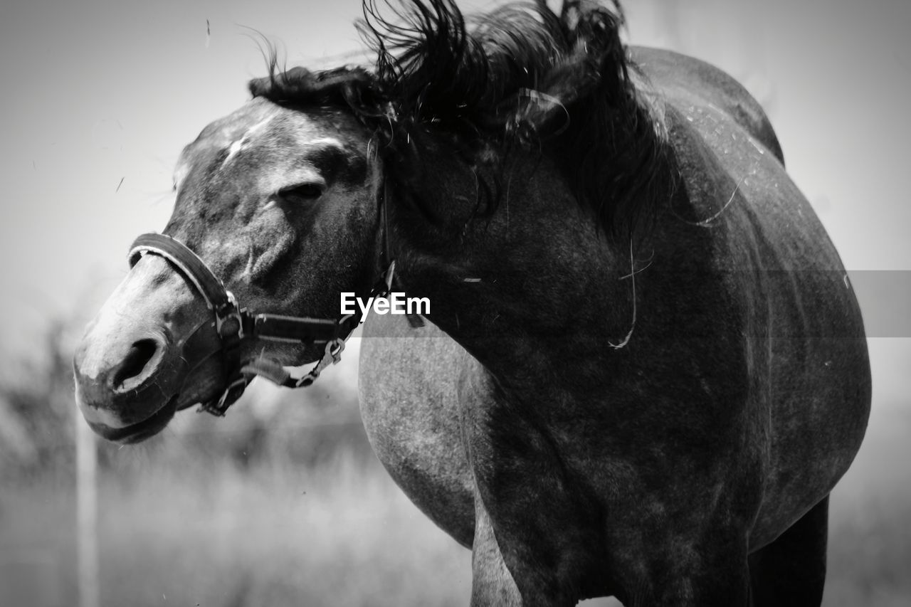 CLOSE-UP OF HORSE AGAINST BLURRED BACKGROUND