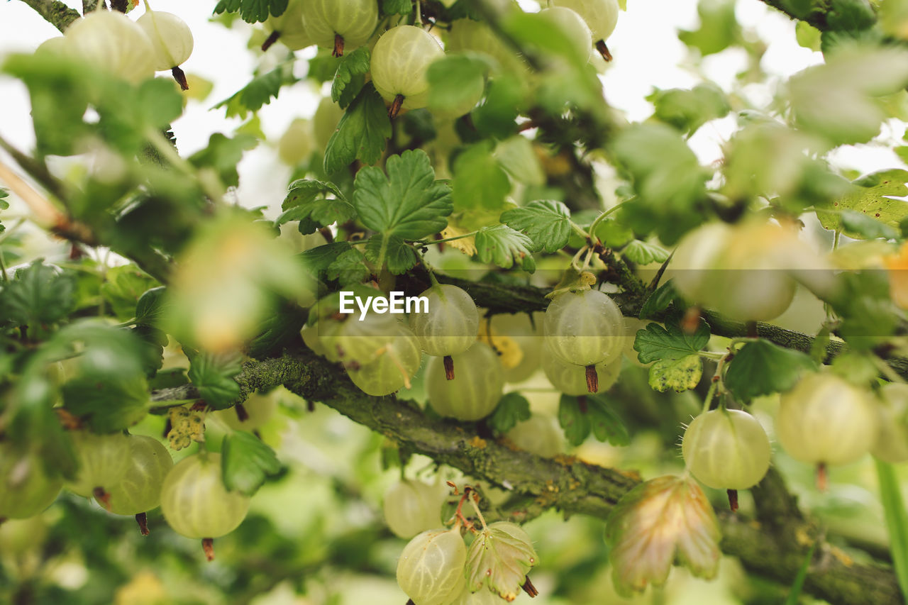 Close-up of green gooseberries growing on branch