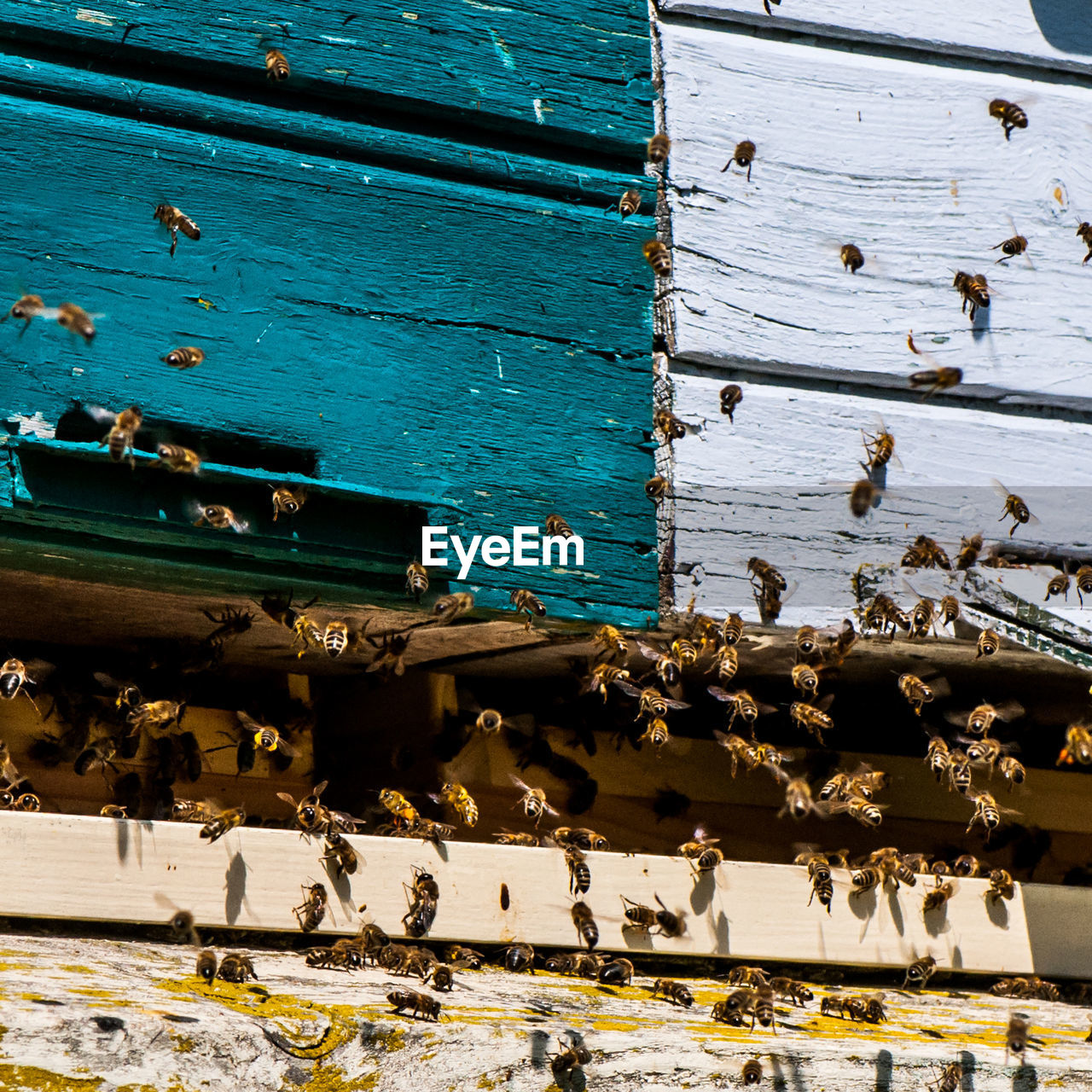CLOSE-UP OF BEE ON WOODEN FLOOR