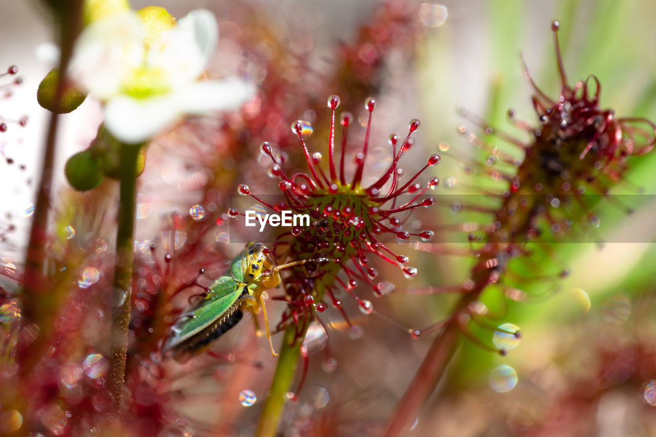 Close-up of sundew with trapped insect