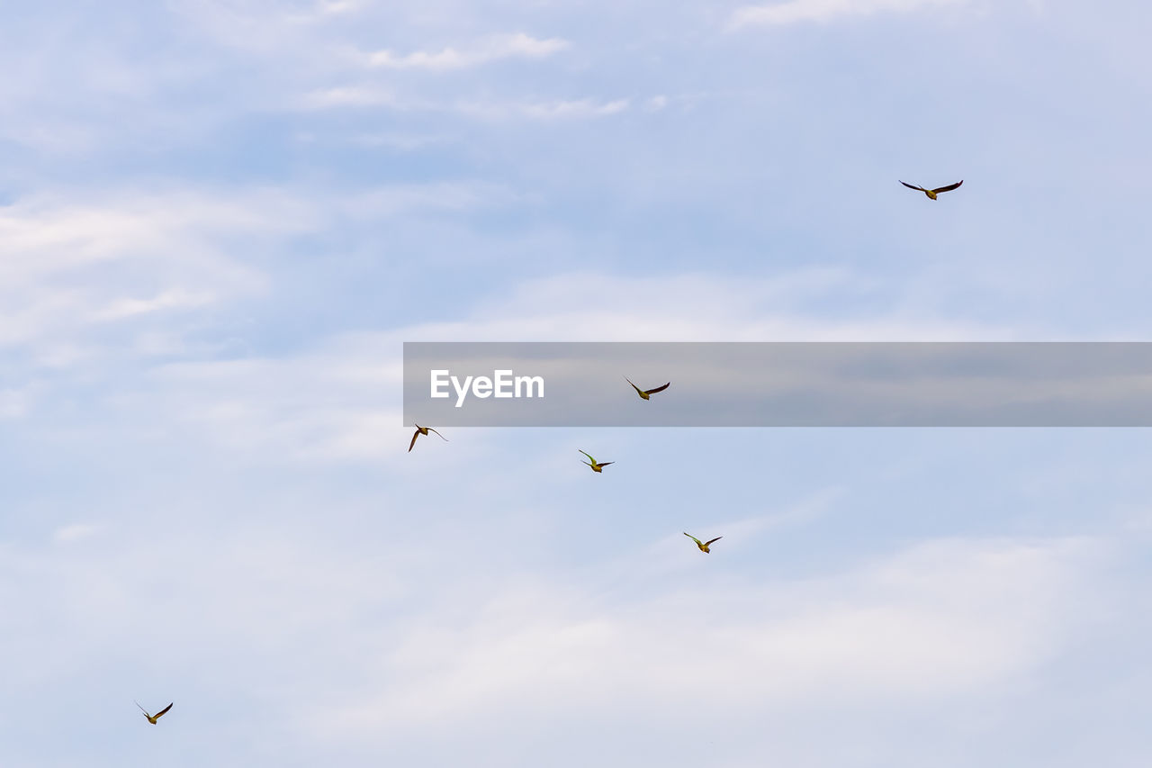 BIRDS FLYING IN SKY