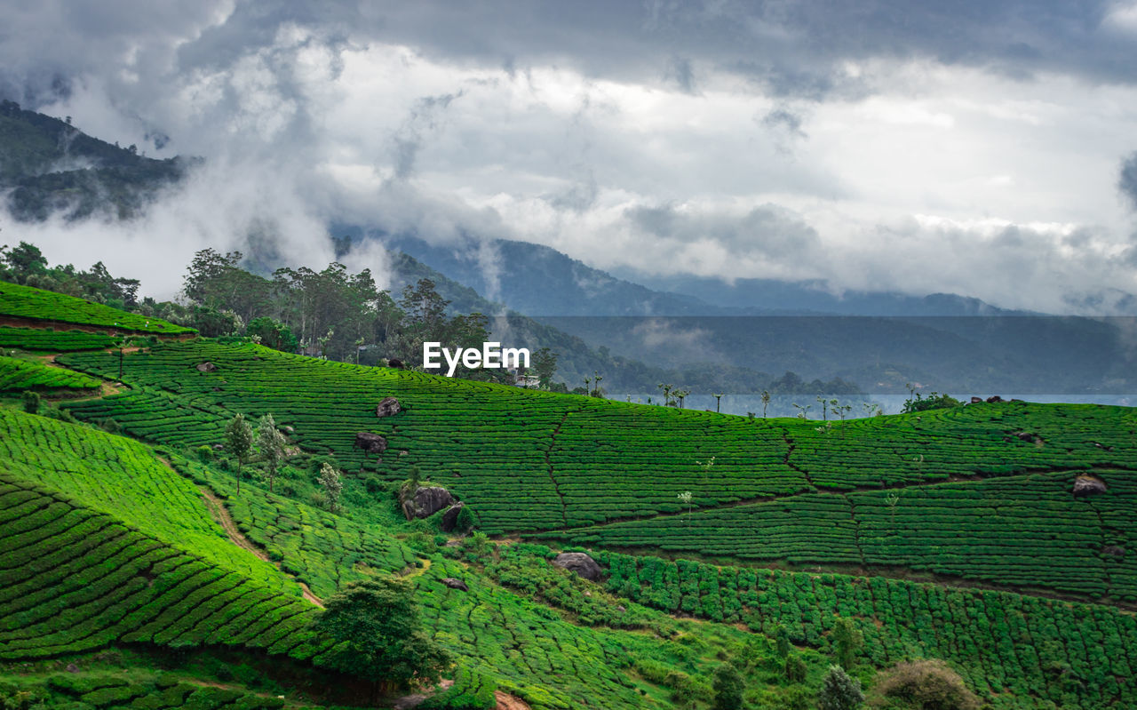 Tea gardens in the foothills of western ghat