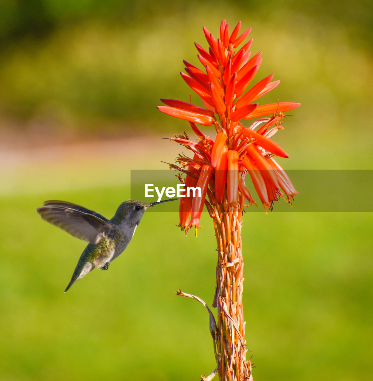 Beautiful green feathered anna hummingbird drinking nectar out of tropical orange colored flower 