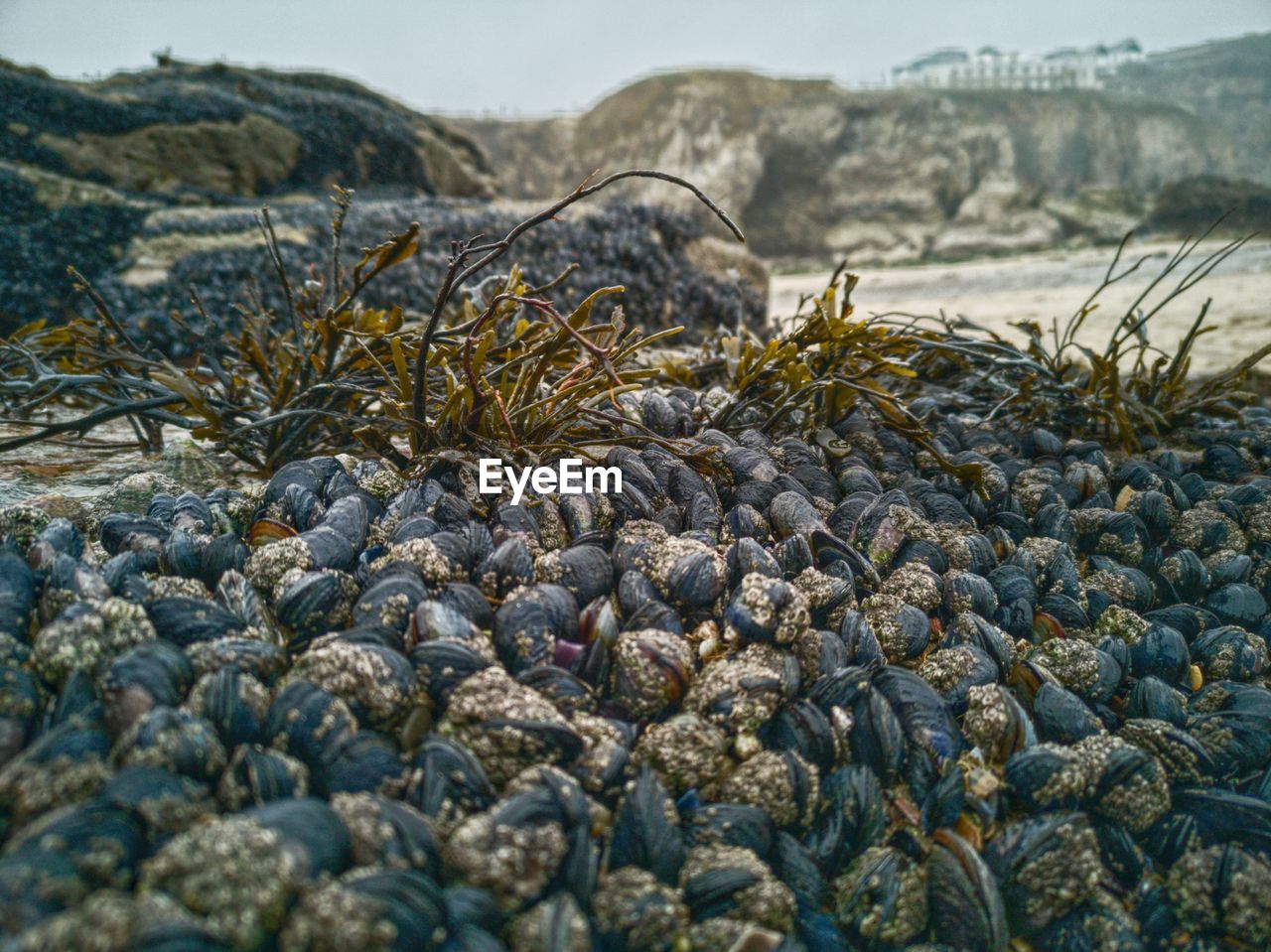 CLOSE-UP OF PEBBLES ON BEACH