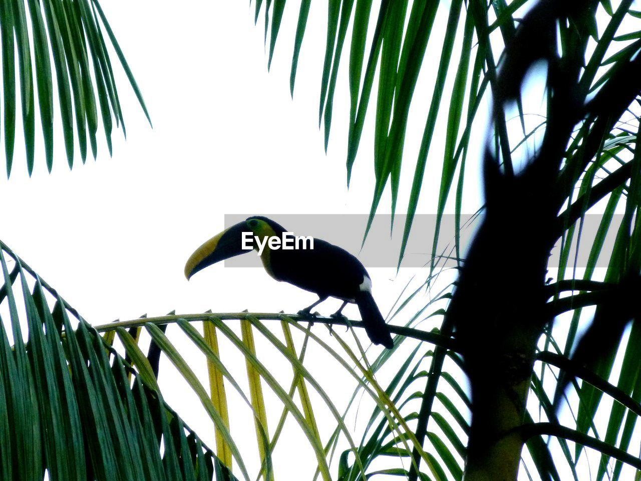 LOW ANGLE VIEW OF SPARROW PERCHING ON TREE