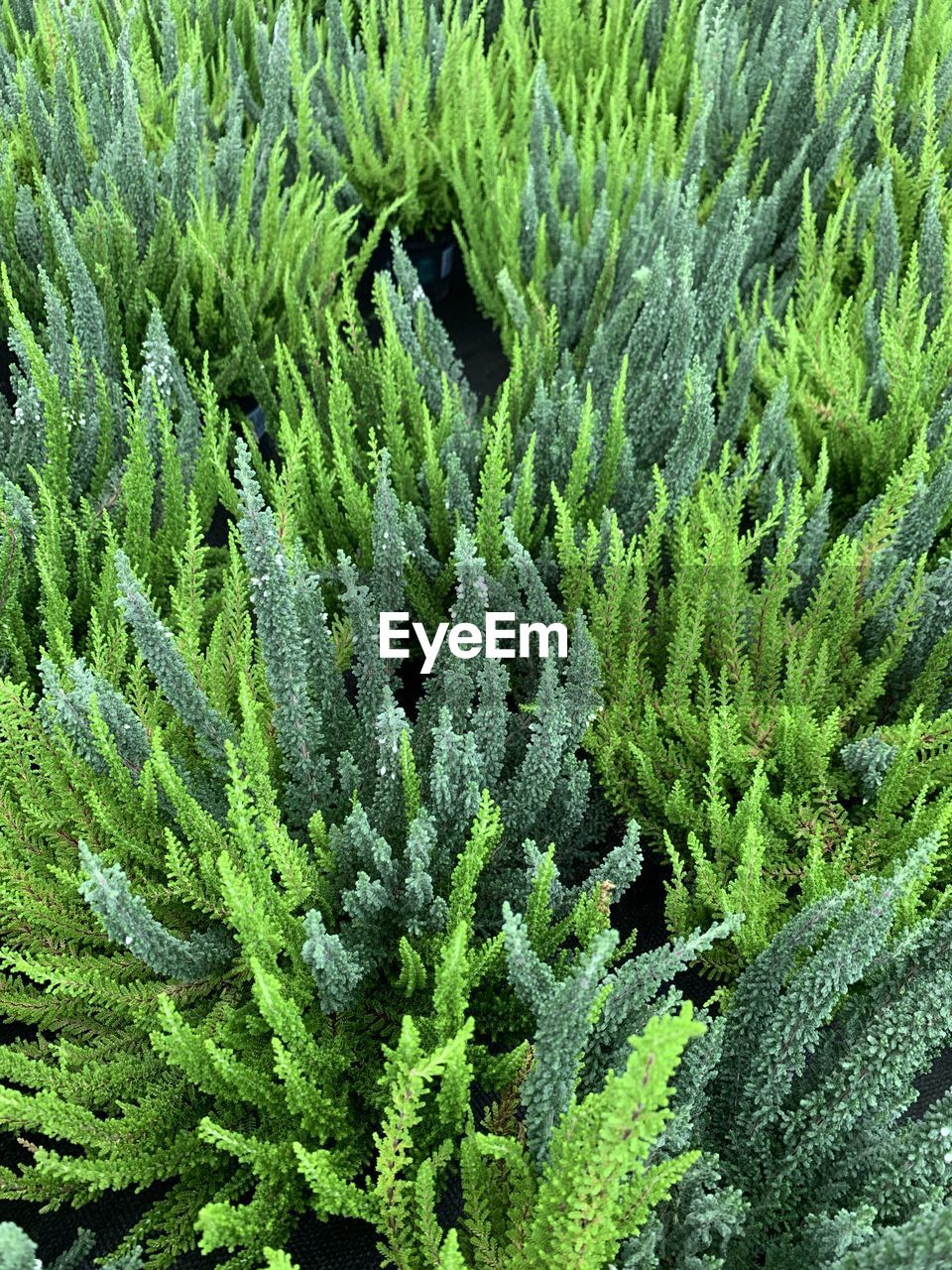 CLOSE-UP OF PINE TREE