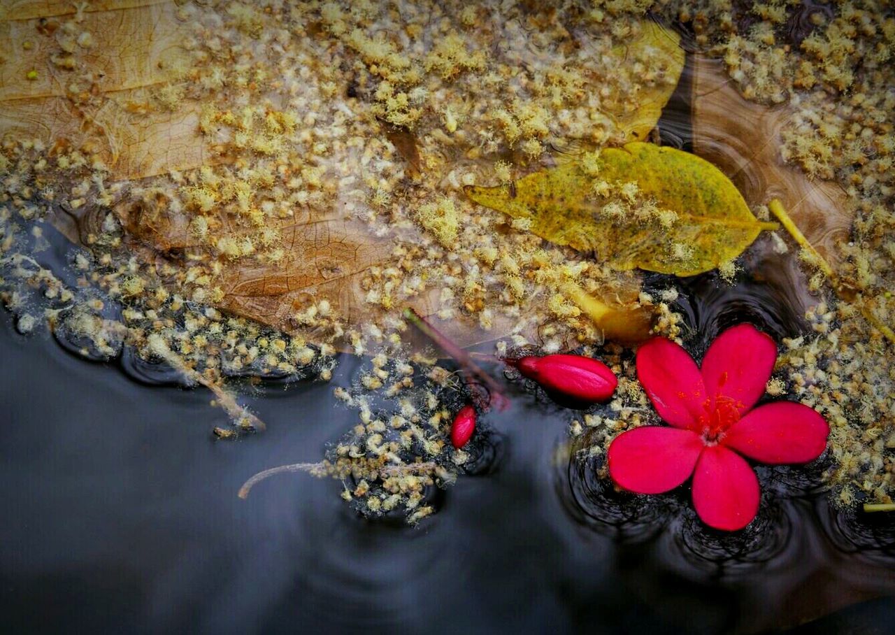 High angle view of flower and leaves in lake