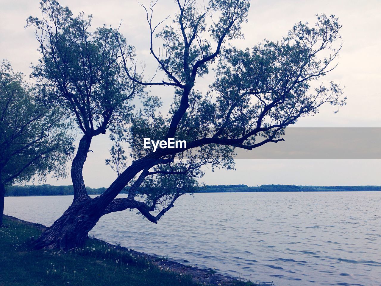 BARE TREES BY SEA