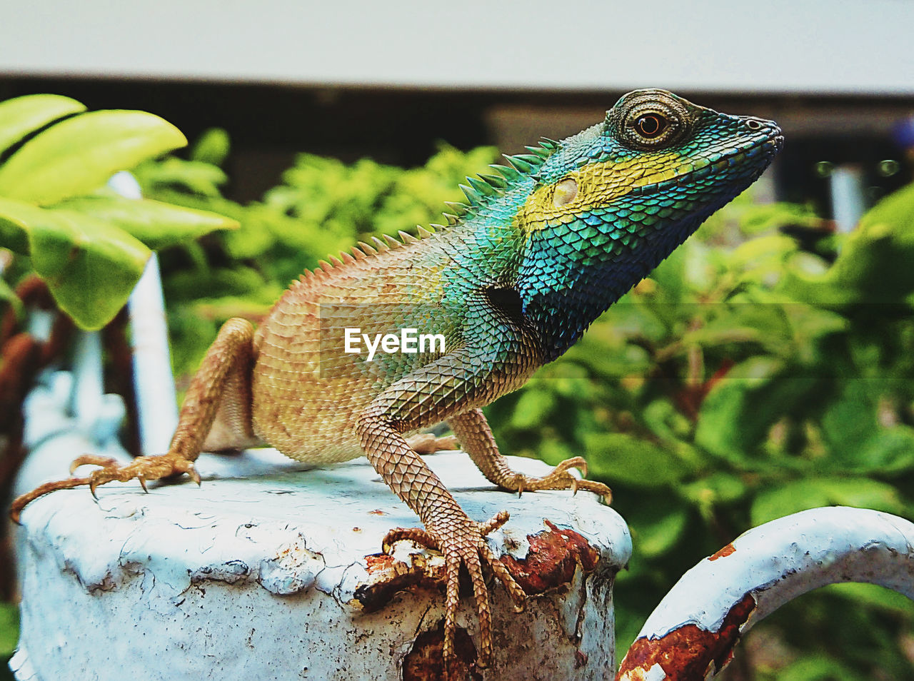 CLOSE-UP OF LIZARD ON LEAF