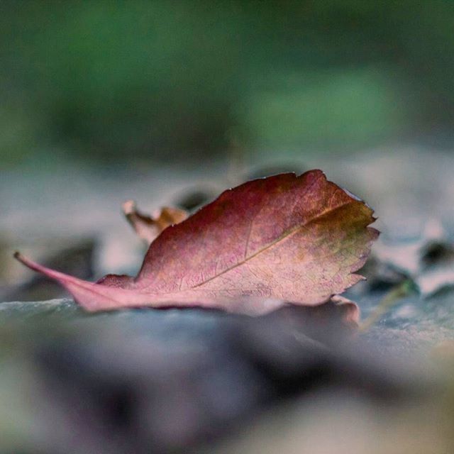 CLOSE-UP OF MAPLE LEAVES