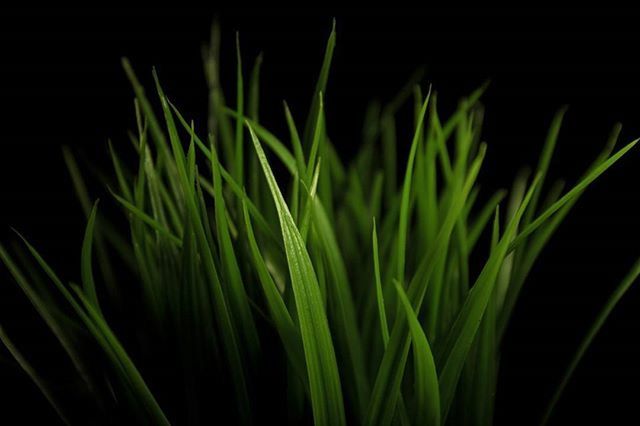 CLOSE-UP OF PLANTS