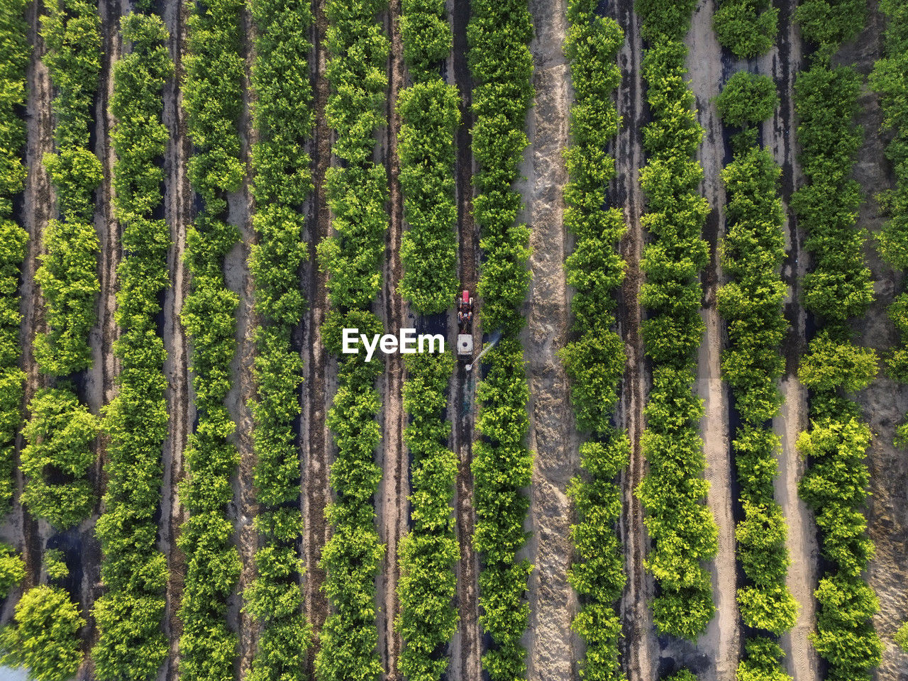 Farm worker spraying pesticide on plants in lemon field