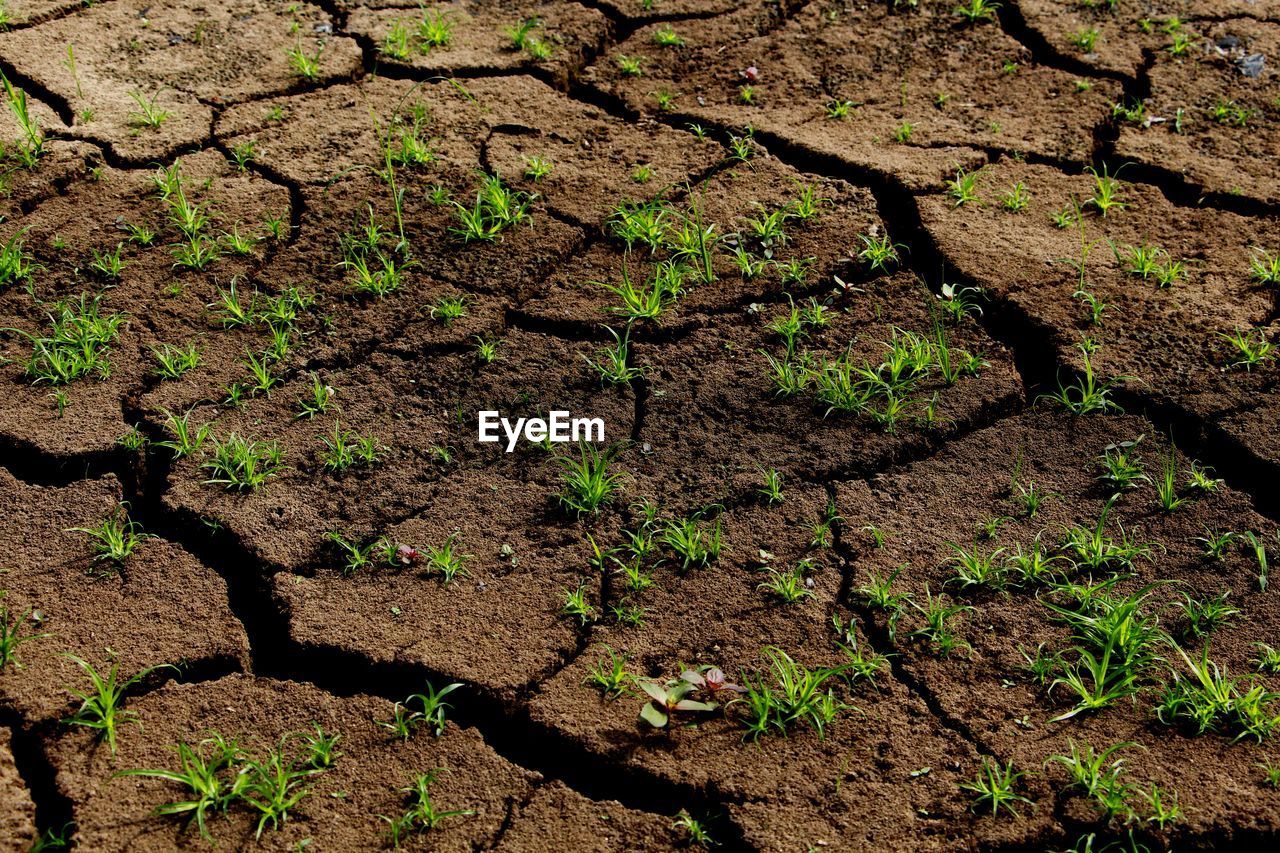 HIGH ANGLE VIEW OF PLANTS ON FIELD