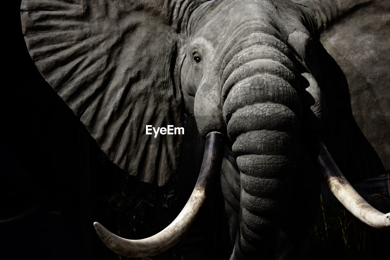 CLOSE-UP OF ELEPHANT WEARING ANIMAL HEAD