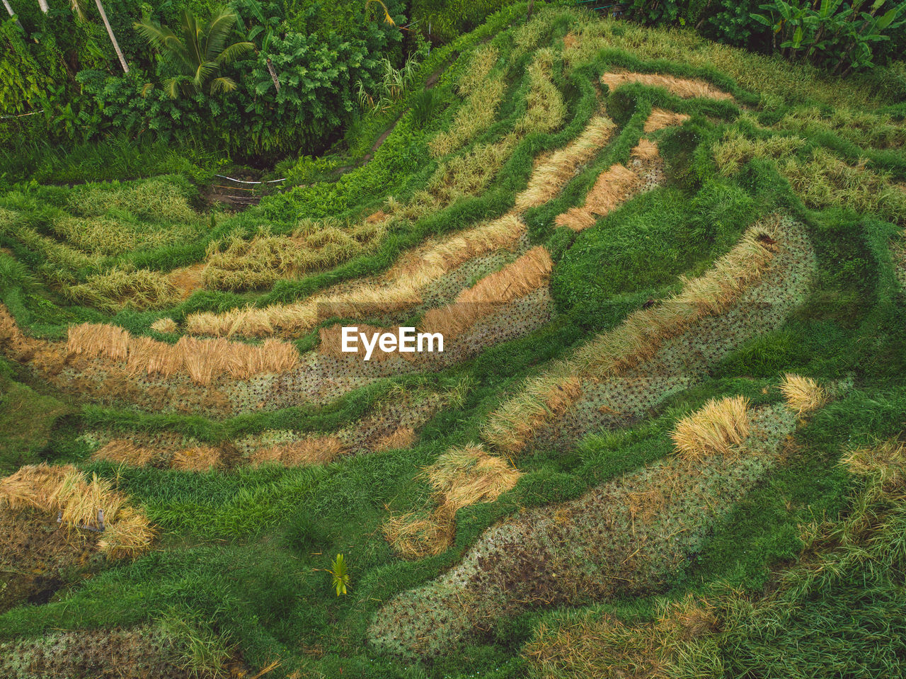 High angle view of rice field