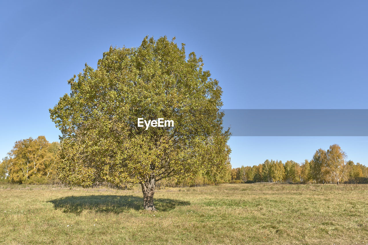 TREES GROWING ON FIELD AGAINST CLEAR SKY