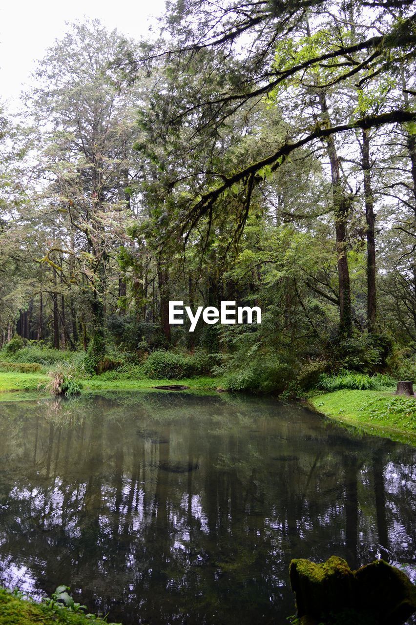 Scenic view of lake in forest