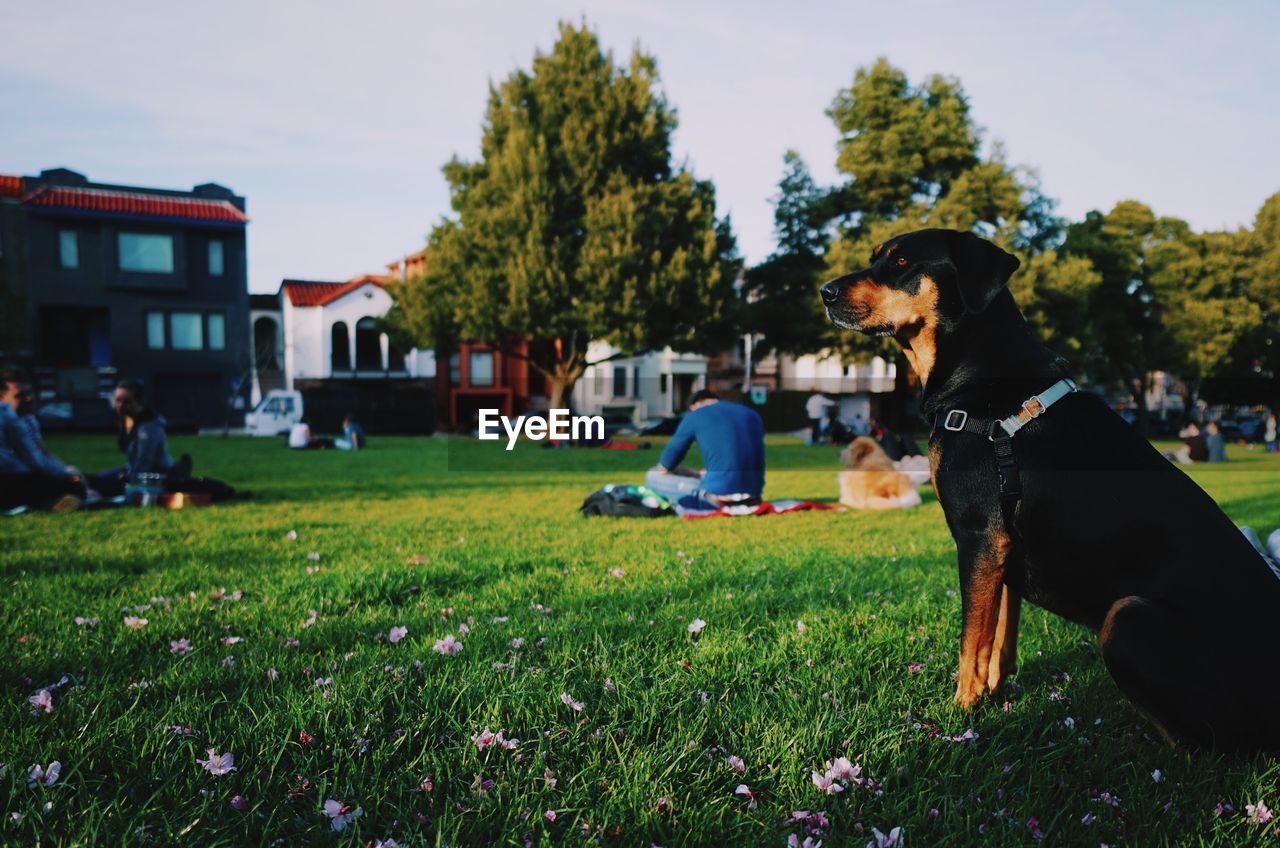 DOG SITTING ON FIELD AGAINST TREES AND GRASS