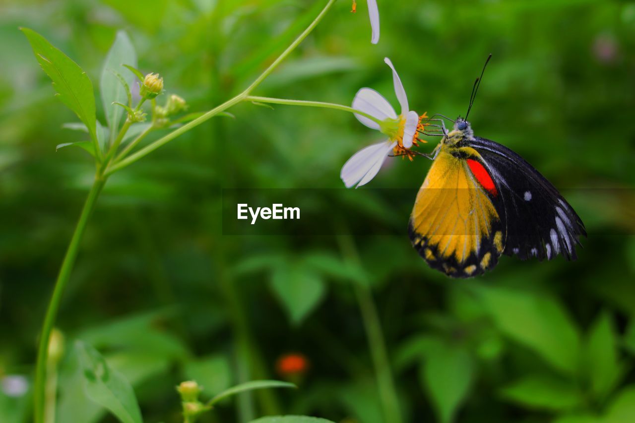 BUTTERFLY POLLINATING FLOWER