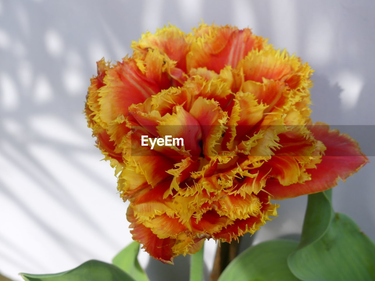 Red and yellow tulip head, london, uk 2020