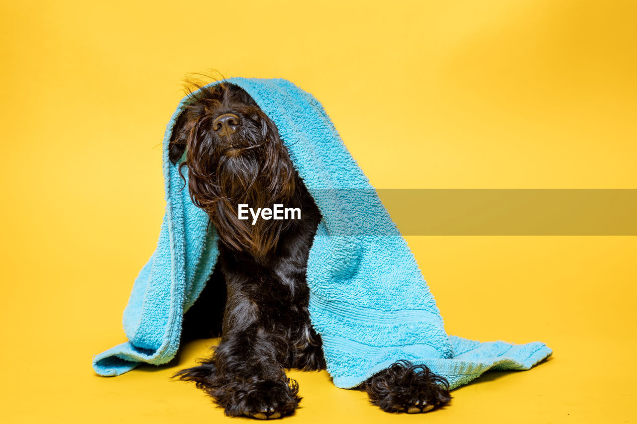 Black schnauzer miniature dog with a towel on his head against yellow background