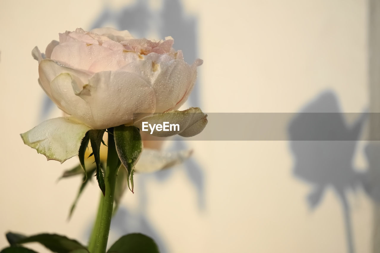 CLOSE-UP OF WILTED ROSE AGAINST WHITE BACKGROUND