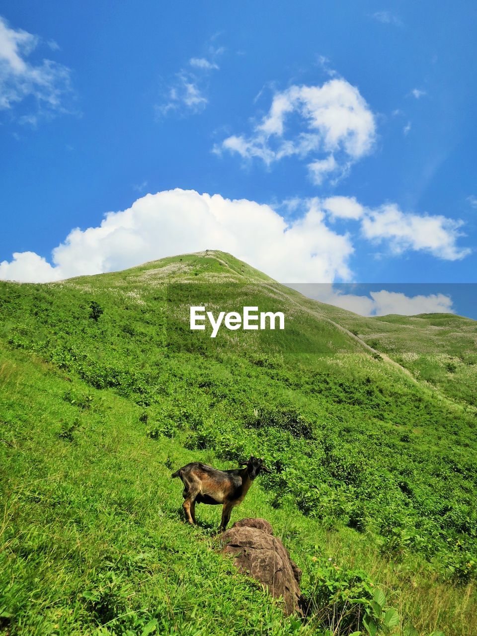 SHEEP ON FIELD AGAINST SKY