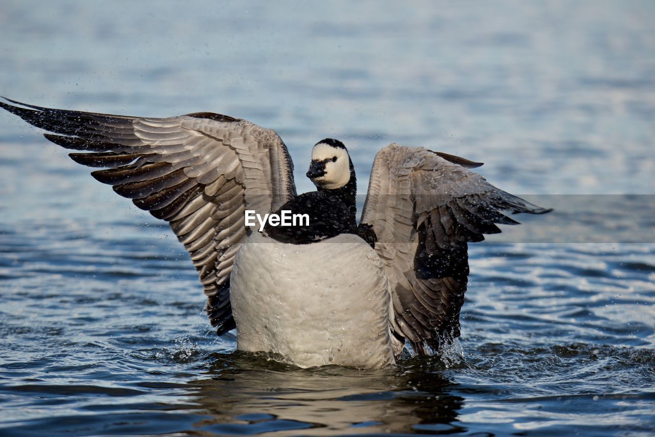 PELICAN SWIMMING IN LAKE