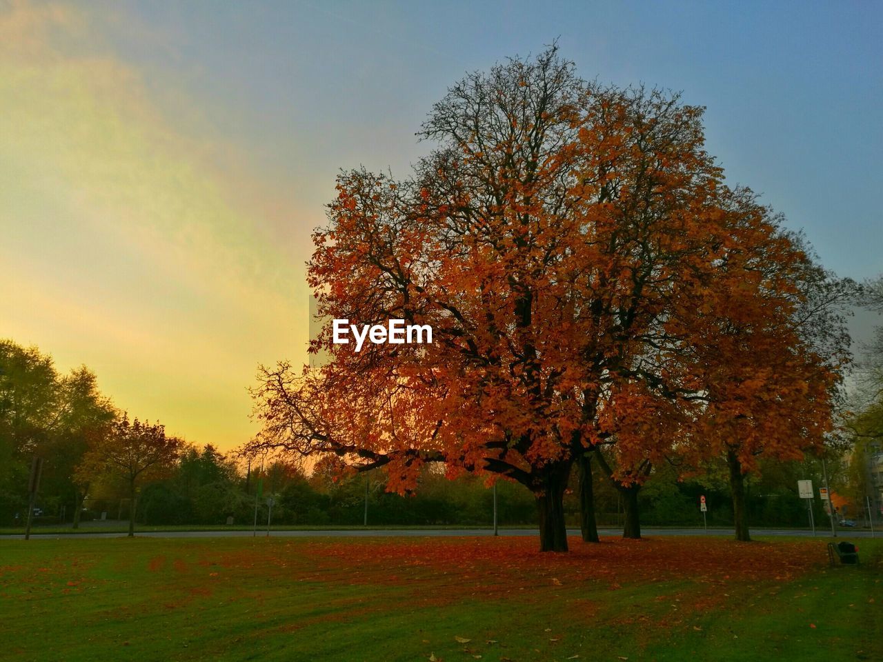 TREES IN PARK AGAINST SKY AT SUNSET