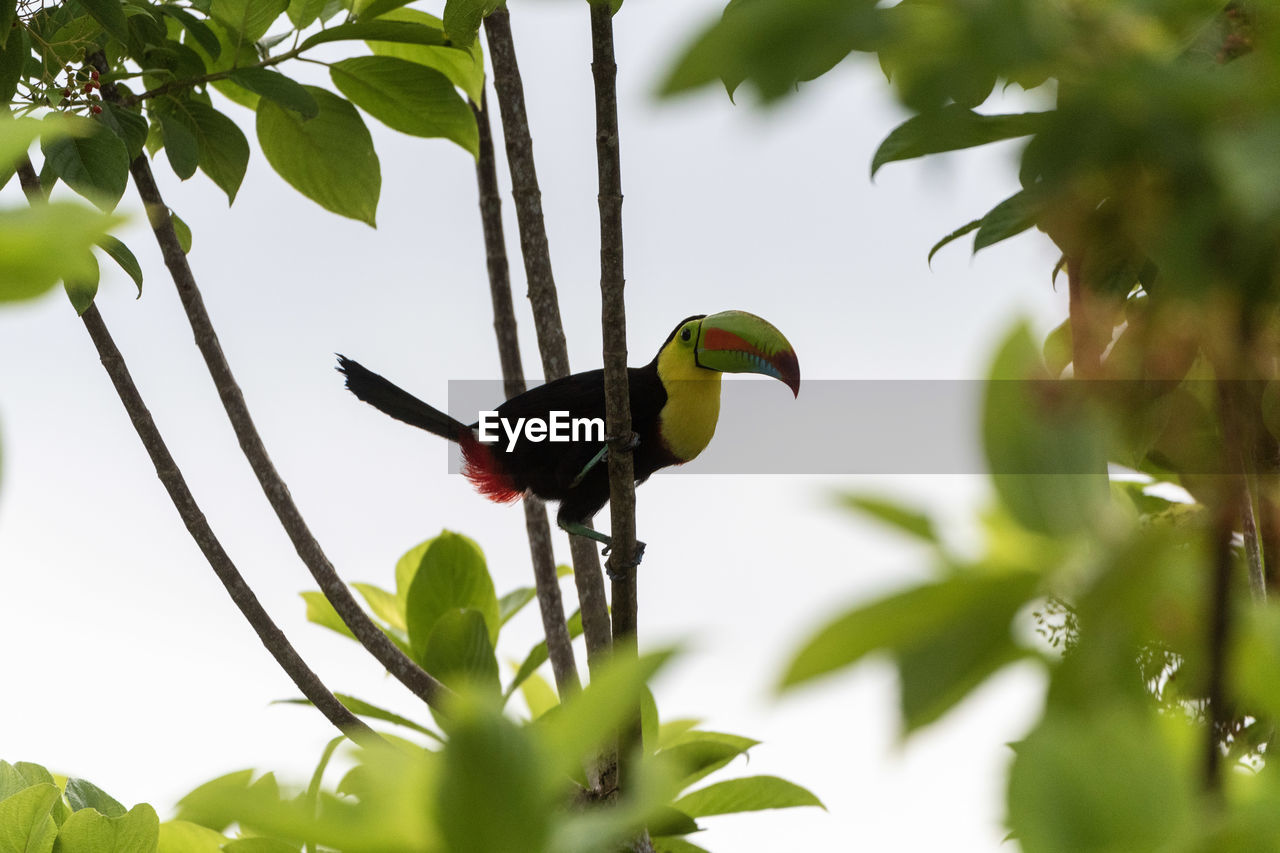 Low angle view of bird perching on tree