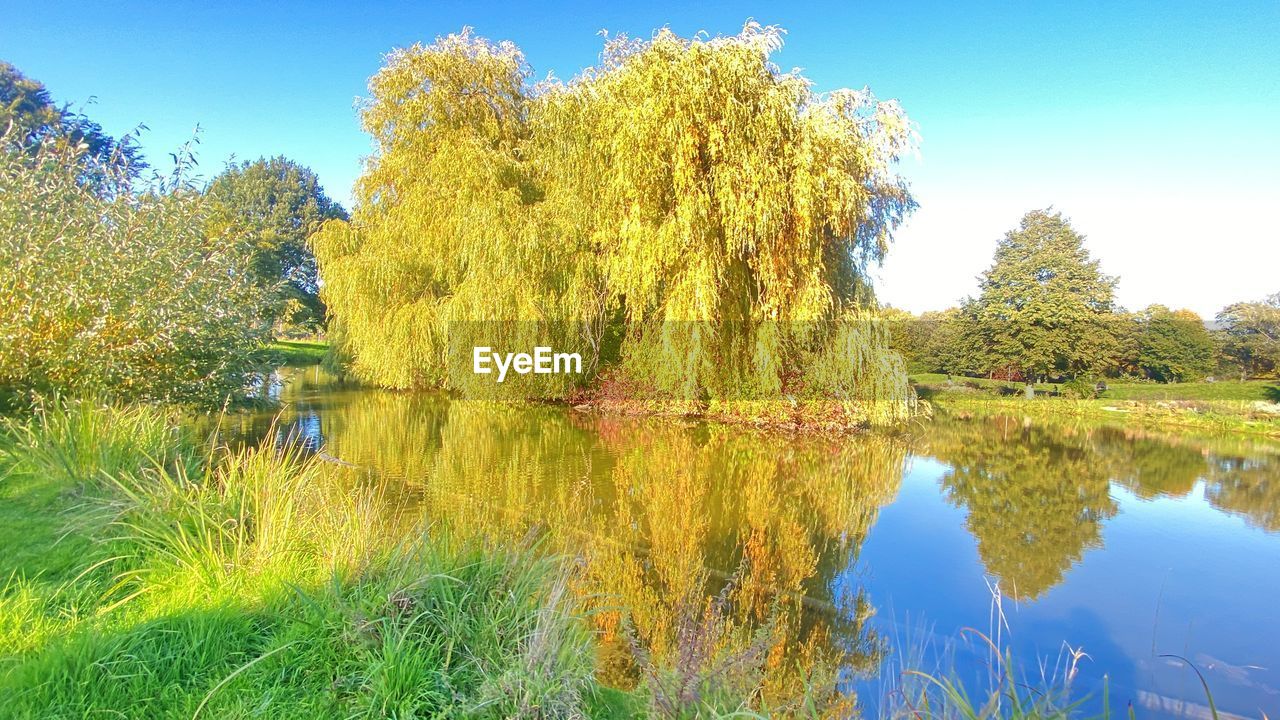 water, plant, lake, tree, reflection, beauty in nature, tranquility, nature, sky, autumn, scenics - nature, tranquil scene, meadow, no people, leaf, flower, green, landscape, day, blue, grass, clear sky, environment, land, non-urban scene, growth, outdoors, idyllic, yellow, travel destinations, standing water, sunlight