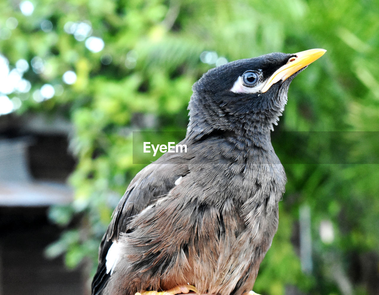 Close-up of bird perching on a tree