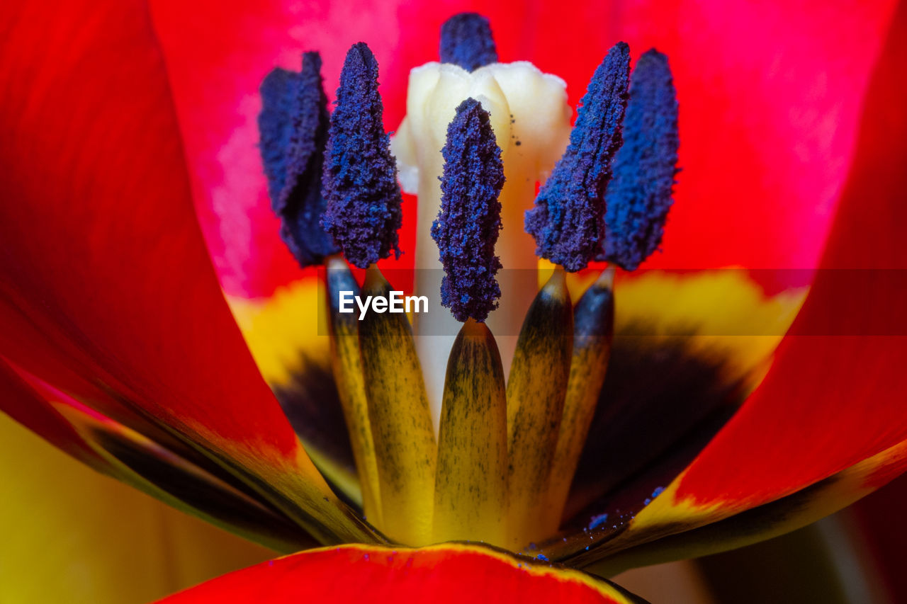 CLOSE-UP OF PURPLE TULIPS