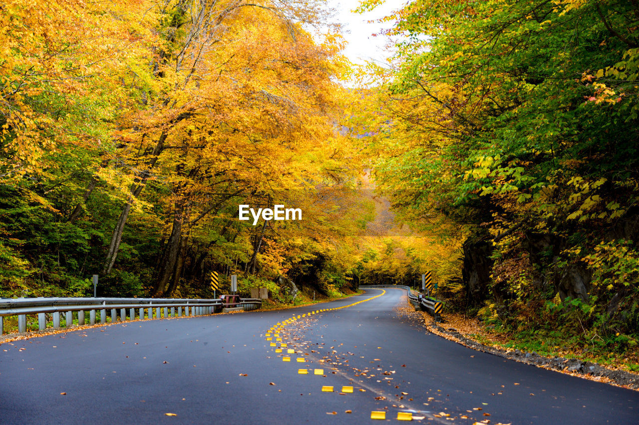 Trees along empty road during autumn