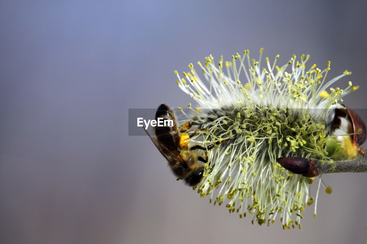 nature, macro photography, close-up, yellow, flower, plant, insect, animal wildlife, animal themes, beauty in nature, animal, flowering plant, freshness, one animal, bee, wildlife, pollen, honey bee, green, no people, flower head, branch, focus on foreground, fragility, petal, growth, leaf, pollination, macro, plant stem, outdoors, food, inflorescence