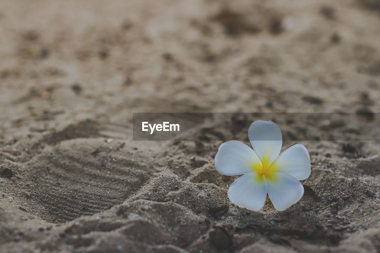 Close-up of white frangipani on sand